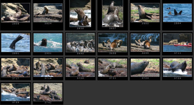 seal-colony-christmas07-1.jpg