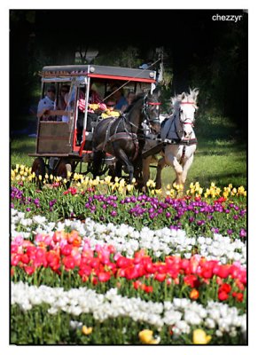 horse and carriage rides