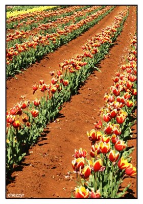 rows of red and yellow tulips