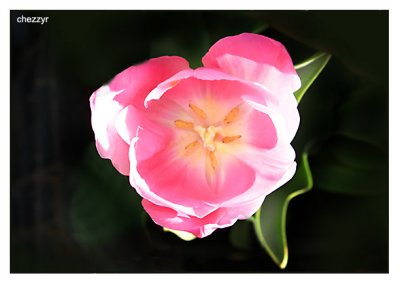 inside a pink tulip