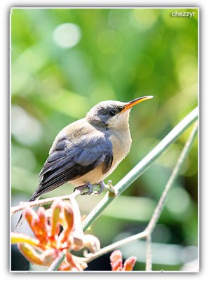 Eastern Spinebill (young)