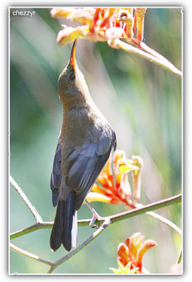Eastern Spinebill (young)