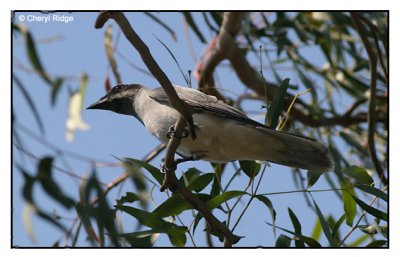 Black-faced Cuckoo-Shrike