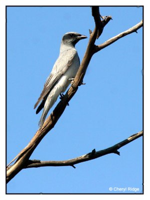Black-faced Cuckoo-Shrike