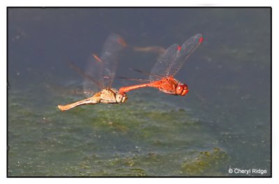 dragonflies