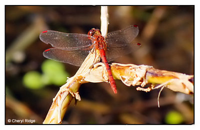 dragonfly