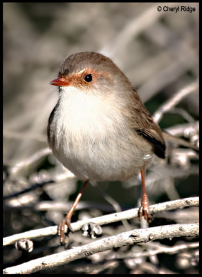 6752-wren-female