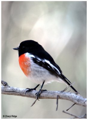 6691- scarlet-robin-male
