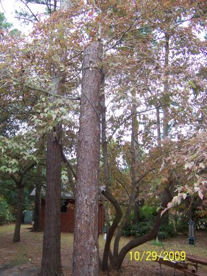 This picture was taken from the kitchen door -- the tree was only about 10-12 feet from the house.