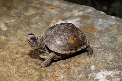 Terrapene carolina (three-toed box turtle)