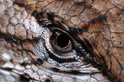 eye of the reptile