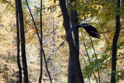 Falcon in Flight 3