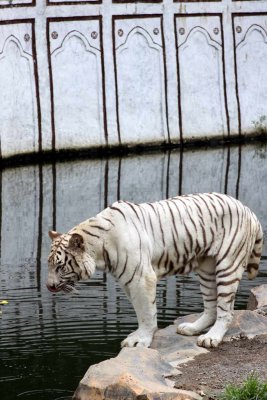 white tiger (2)_resize.jpg
