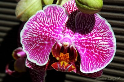 PHALAENOPSIS  -  HYBR.   ...