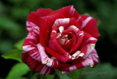 ROSA    '' NICOLE '' ...