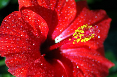 HIBISCUS   SINENSIS  ...