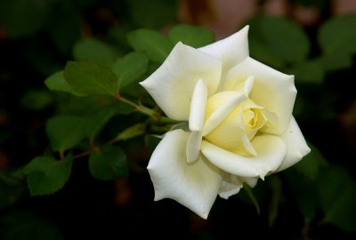 ROSA   WHITE   SUCCESS ...