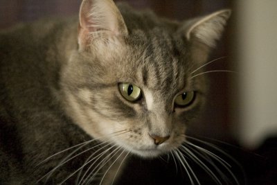 bengal