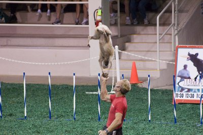 Stupid human tricks with dogs