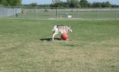 Day at the dog park