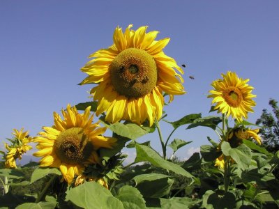 Sunflower6-Valle di Non2.jpg