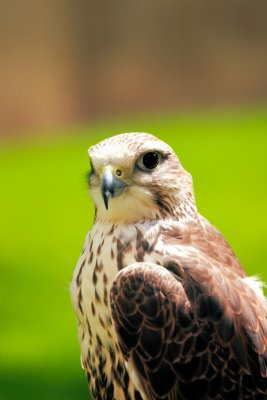 Birds of Prey (near Prage Castle)