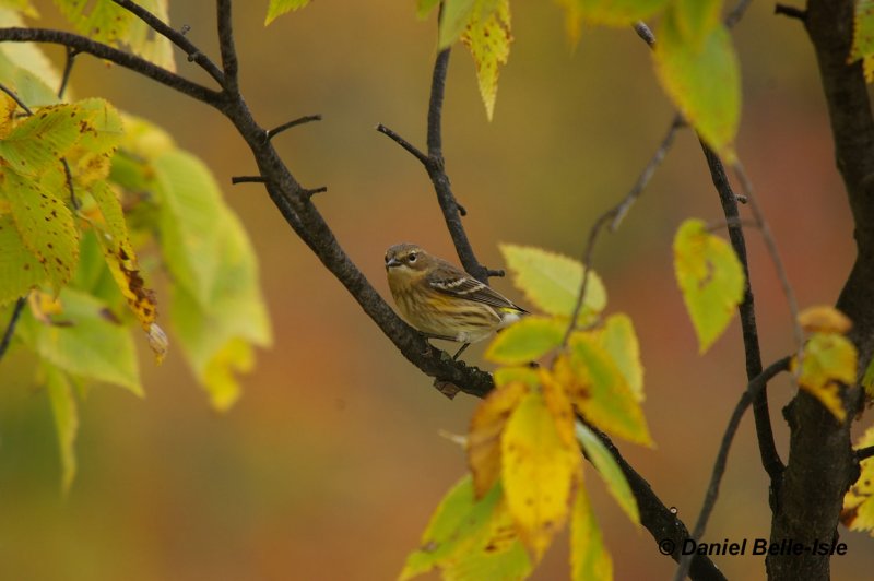 Paruline  croupion jaune