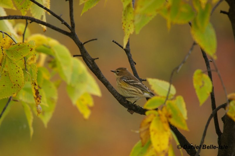 Paruline  croupion jaune