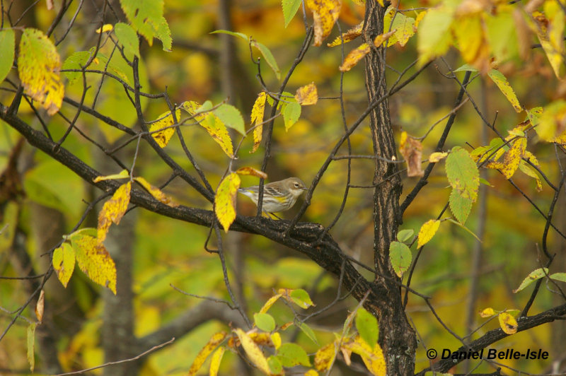 Paruline  croupion jaune