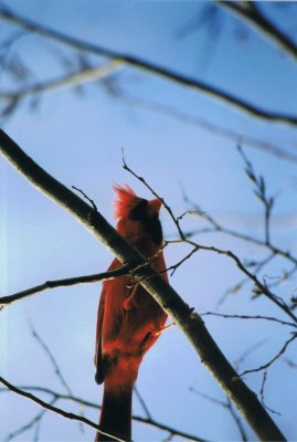 Cardinal001.jpg