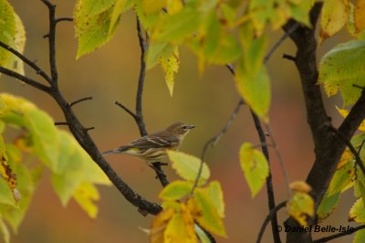 Paruline  croupion jaune
