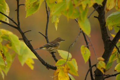 Paruline  croupion jaune