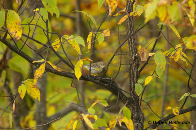 Paruline  croupion jaune