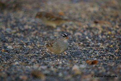 Bruant à couronne blanche