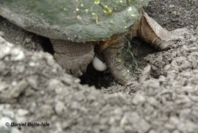 Tortue pondeuse