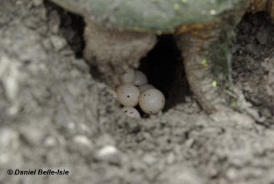 Tortue pondeuse