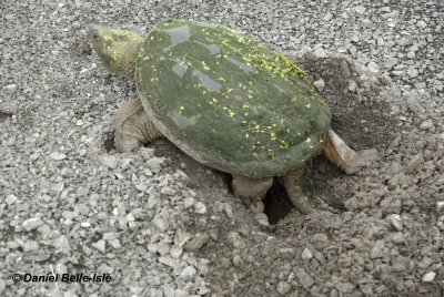 Tortue pondeuse