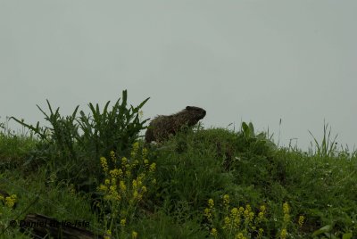 Quelques photos de marmottes