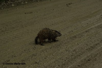 Jeune marmotte