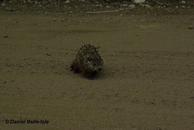 Jeune marmotte