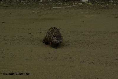 Jeune marmotte