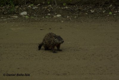 Jeune marmotte