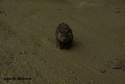 Jeune marmotte