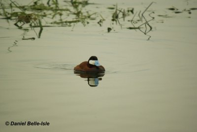rismature rousse