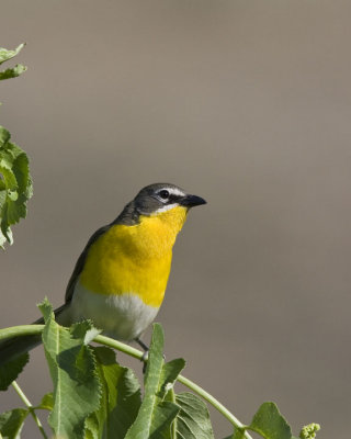 Yellow-breasted Chat