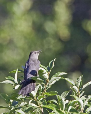 GreyCatbird