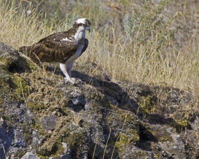 Osprey 