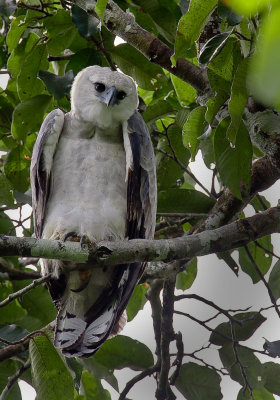 Harpy Eagle