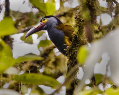 Plate-Billed Mountain-Tucan