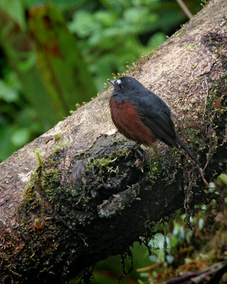 Slaty-backed Chat-tyrant